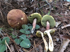 Aureoboletus projectellus