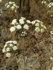 Perideridia kelloggii