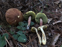 Aureoboletus projectellus