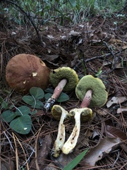Aureoboletus projectellus