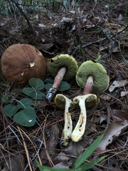 Aureoboletus projectellus