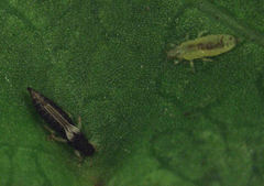 Heliothrips haemorrhoidalis