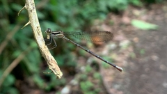 Argia frequentula