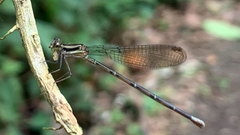 Argia frequentula