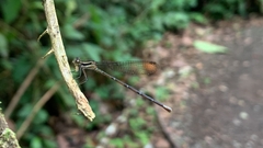 Argia frequentula