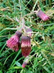 Cirsium suzukii