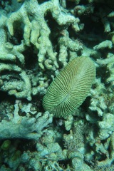 Ctenactis echinata