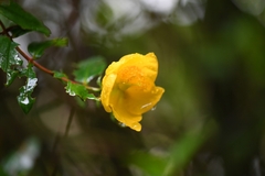 Hypericum hookerianum