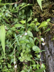 Persicaria jucunda