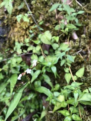 Persicaria jucunda