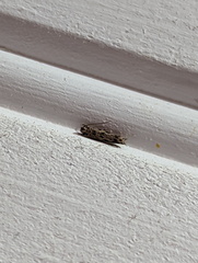 Erechthias zebrina