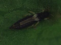 Heliothrips haemorrhoidalis