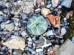 Lophophora diffusa