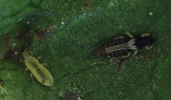Heliothrips haemorrhoidalis