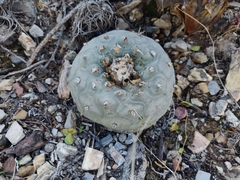 Lophophora diffusa