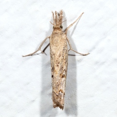Neodactria zeellus