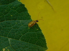 Aulacophora coffeae