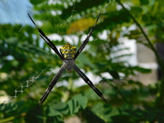 Argiope modesta