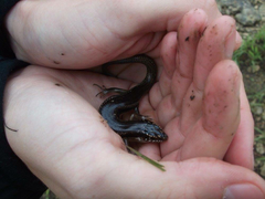 Plestiodon obsoletus