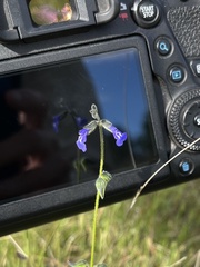 Salvia subincisa