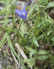 Campanula wilkinsiana