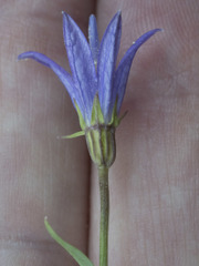 Campanula wilkinsiana