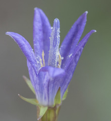 Campanula wilkinsiana
