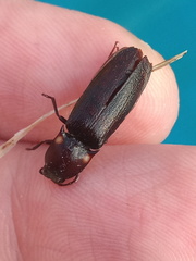 Deilelater physoderus