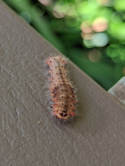 Barasa cymatistis