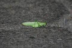 Copiphora brevicauda