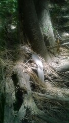 Atractosteus spatula