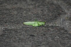 Copiphora brevicauda