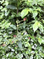 Scrophularia yoshimurae