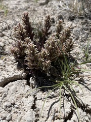 Castilleja salsuginosa