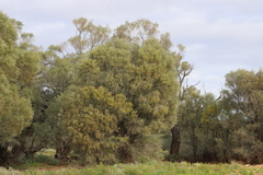 Acacia cambagei