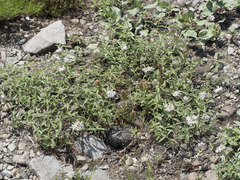 Monardella odoratissima pallida