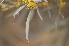 Acacia cambagei