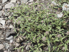 Monardella odoratissima pallida