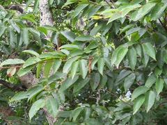 Carpinus japonica