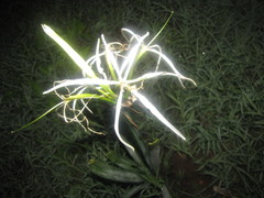 Hymenocallis jaliscensis