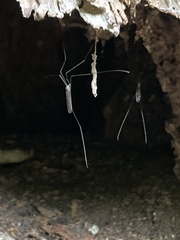 Brachypremna dispellens