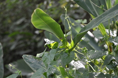 Paracymoriza cataclystalis