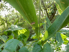 Paracymoriza cataclystalis