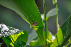 Paracymoriza cataclystalis