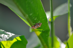 Paracymoriza cataclystalis