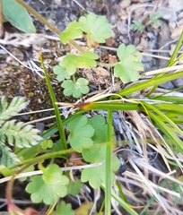 Halerpestes sarmentosa