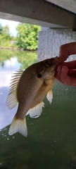 Lepomis microlophus