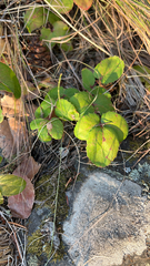 Knowltonia vesicatoria