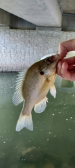 Lepomis microlophus