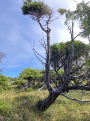 Cupressus nootkatensis